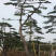 造型赤松，油松