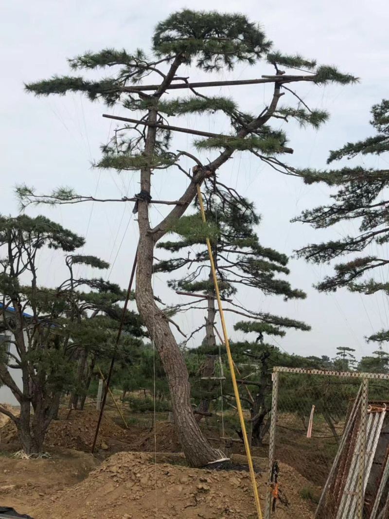 造型赤松，油松