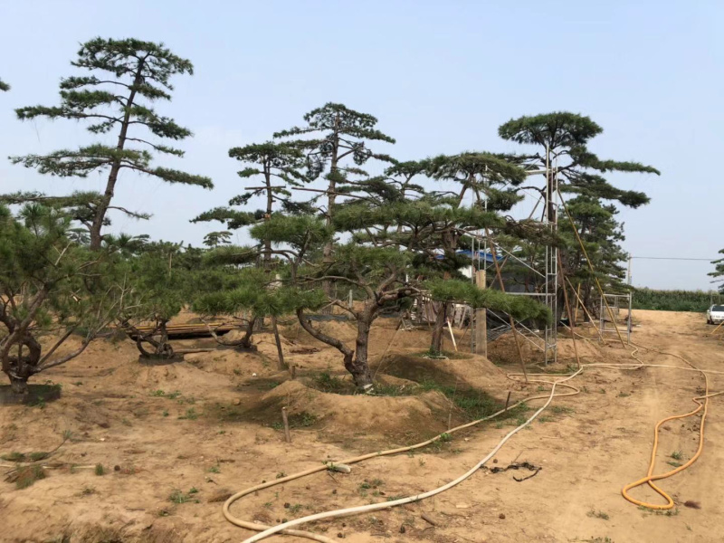 造型赤松，油松