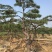 造型赤松，油松