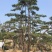 造型赤松，油松