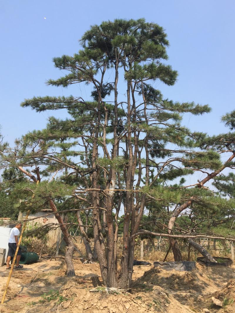 造型赤松，油松