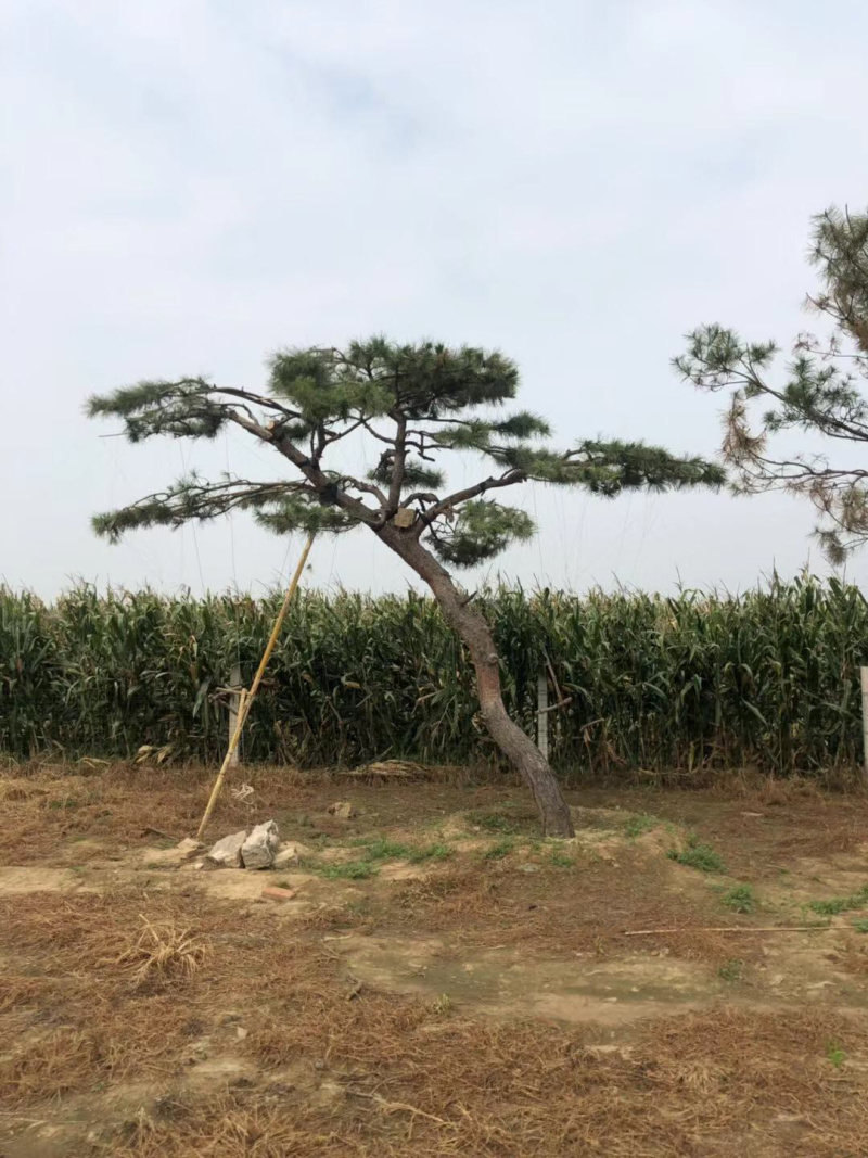 造型赤松，油松