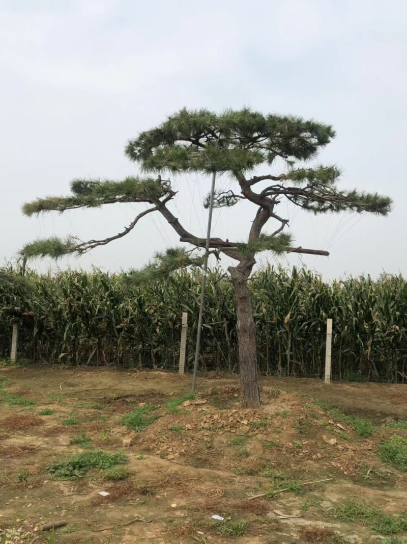 造型赤松，油松