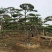 造型赤松，油松