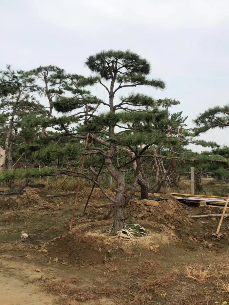 造型赤松，油松