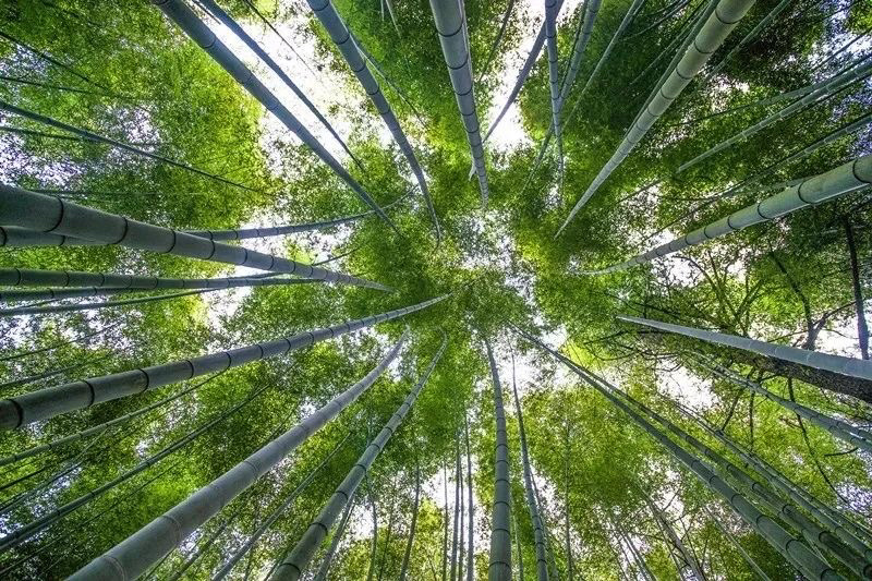 福建漳州基地春笋大量上市支持一件代发暴利产品