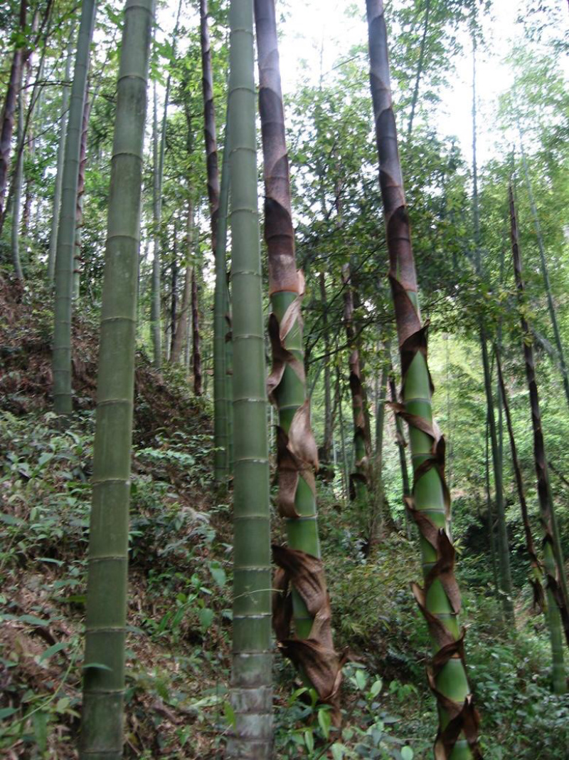 福建漳州基地春笋大量上市支持一件代发暴利产品