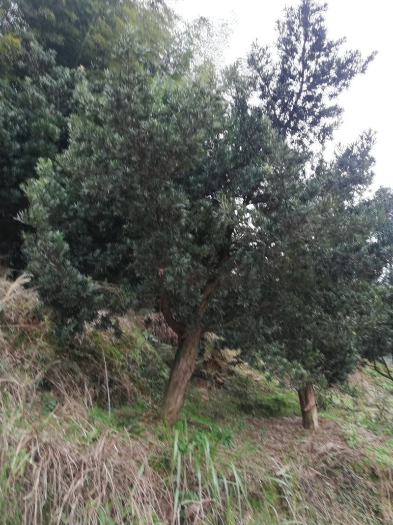 批发罗汉松小苗，造型罗汉松，罗汉松价格，小规格造型罗汉松