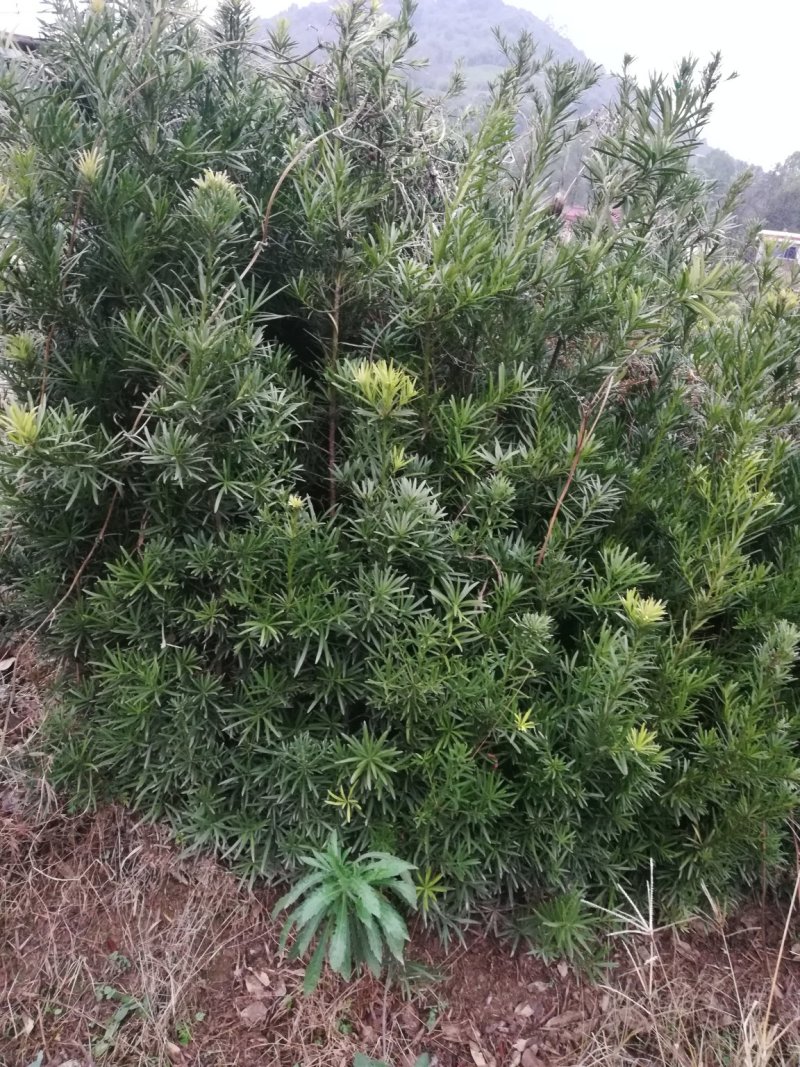 批发罗汉松小苗，造型罗汉松，罗汉松价格，小规格造型罗汉松