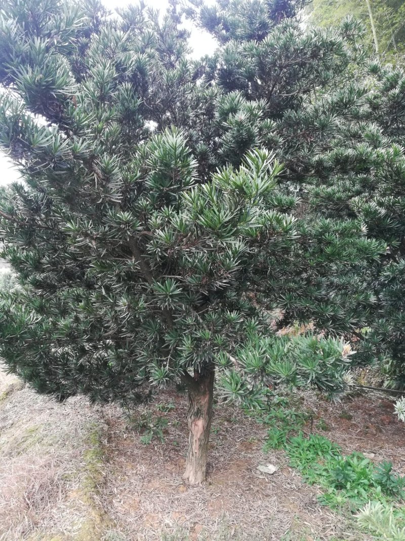 批发罗汉松小苗，造型罗汉松，罗汉松价格，小规格造型罗汉松