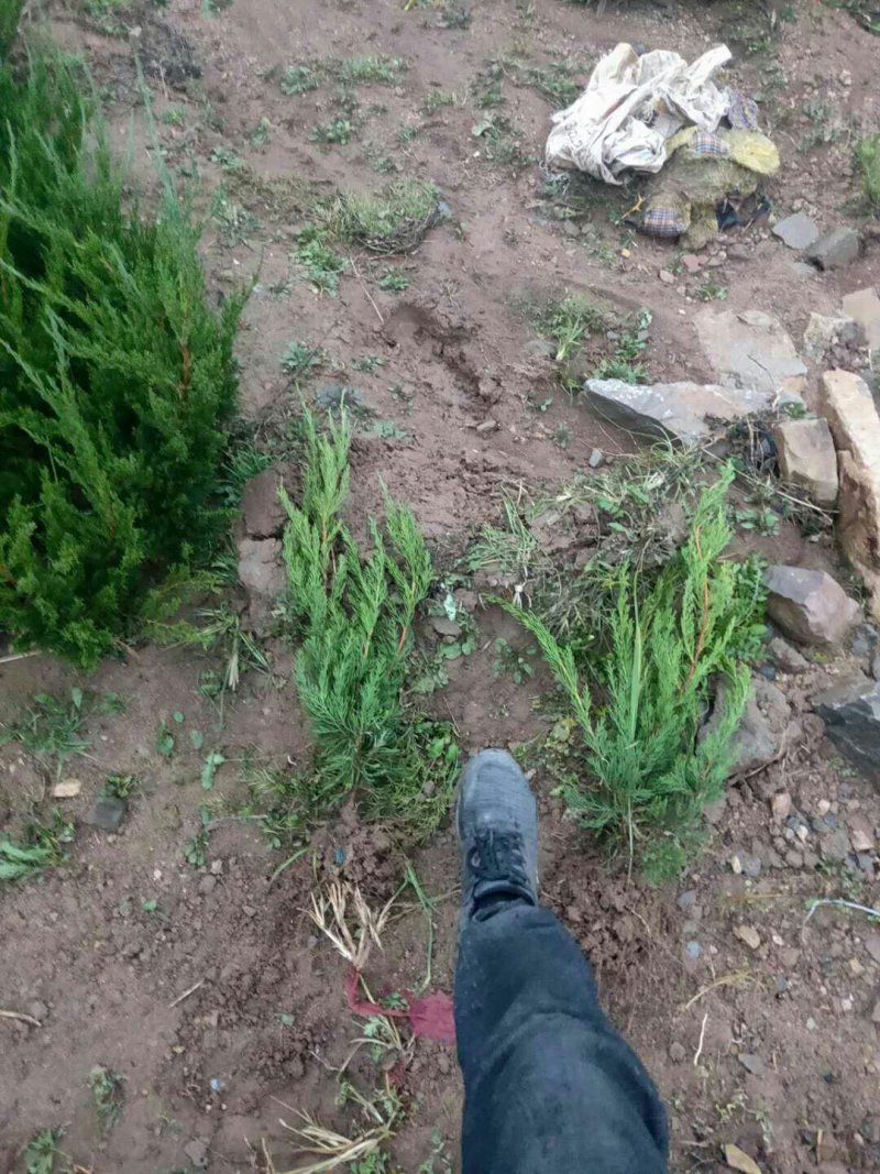 龙柏苗.40公分高龙柏苗价格.龙柏苗产地