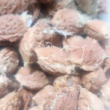 一年四季大量批发供应家桃核
