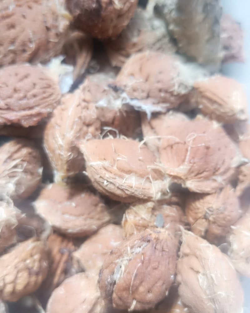 一年四季大量批发供应家桃核