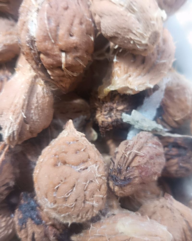 一年四季大量批发供应家桃核