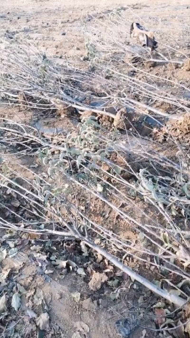 黄太平苹果苗，成活率高，技术指导，保质保量