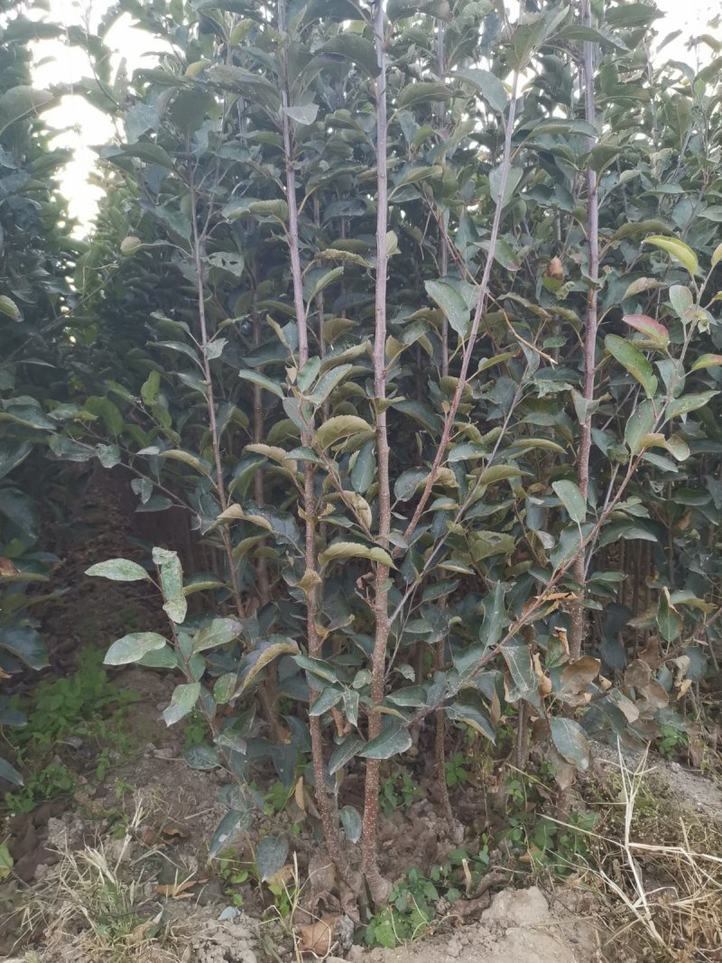 黄太平苹果苗，成活率高，技术指导，保质保量