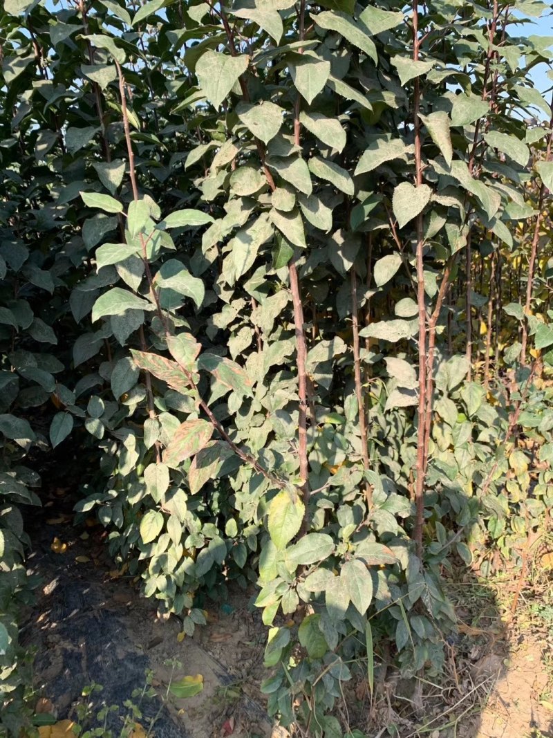 黄太平苹果苗，成活率高，技术指导，保质保量