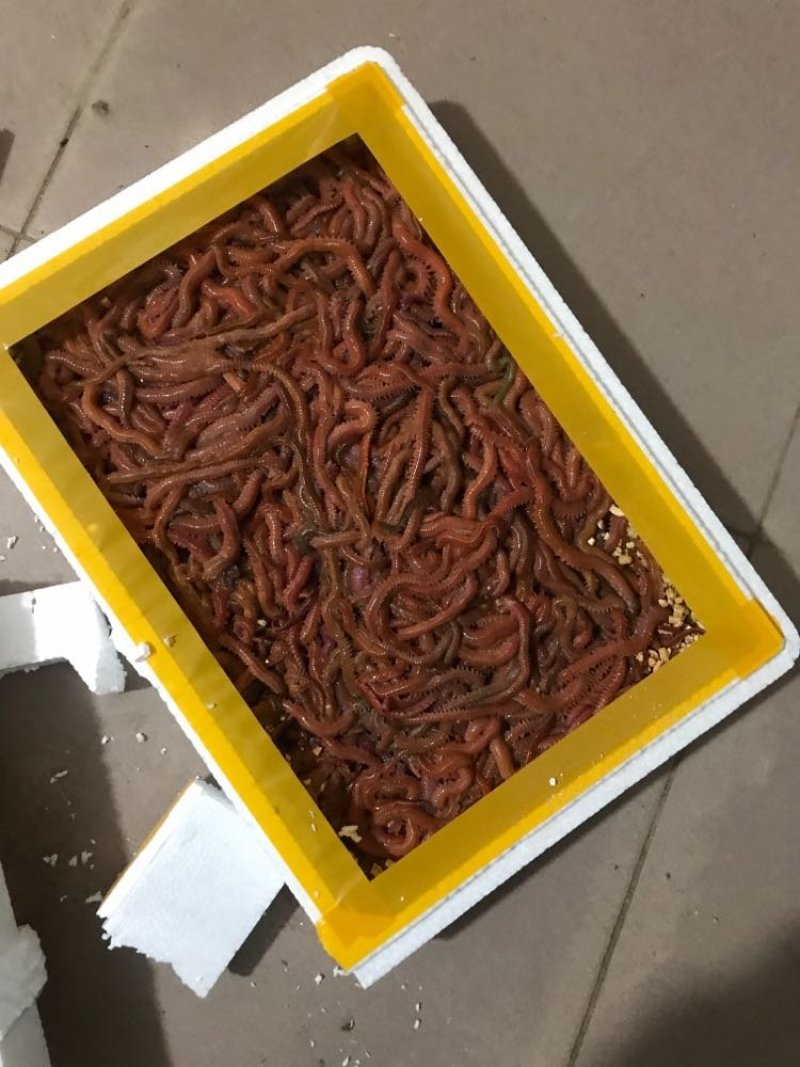 沙蚕活体钓鱼的饵料活饵料野钓海钓鱼