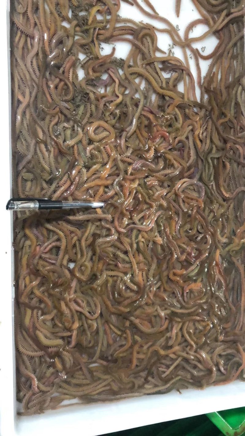 沙蚕活体钓鱼的饵料活饵料野钓海钓鱼
