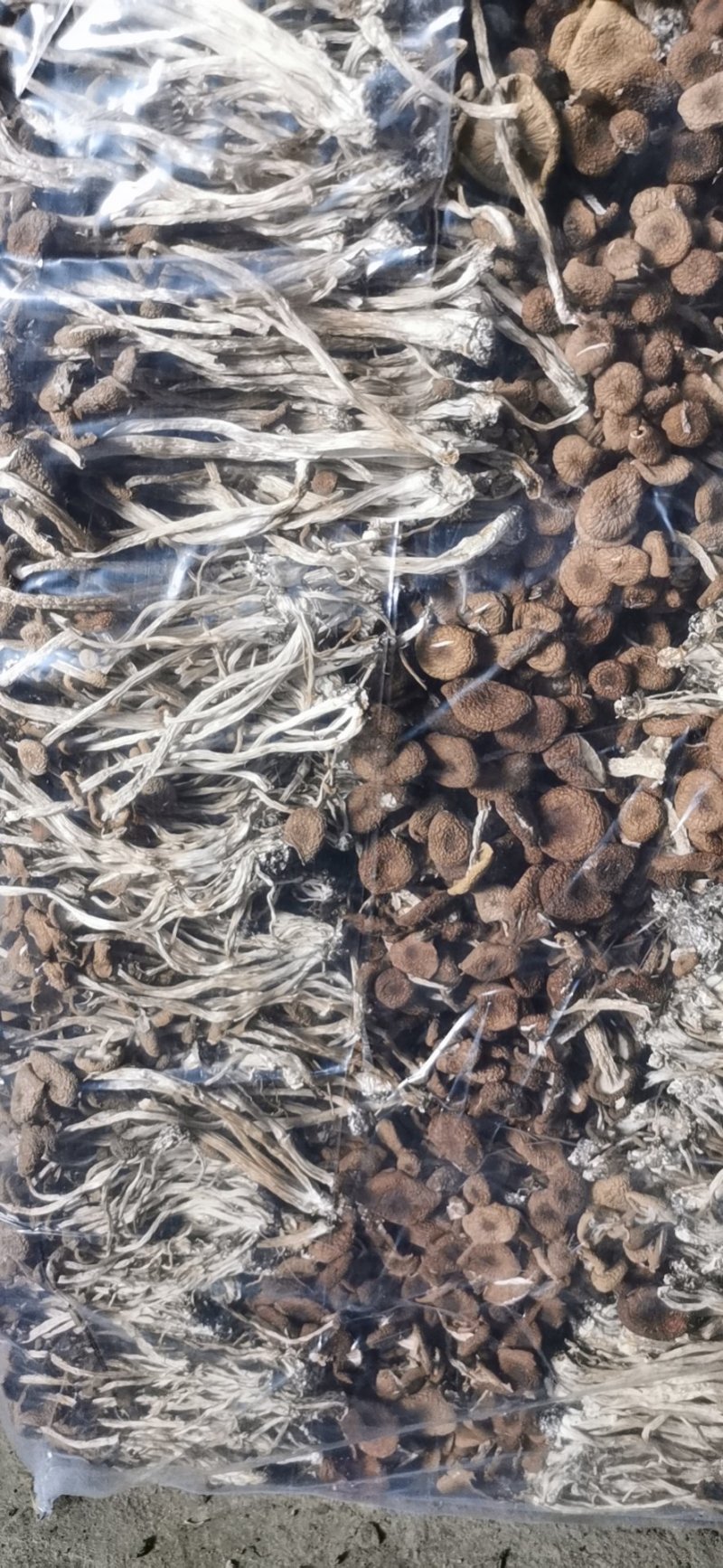 干茶树菇