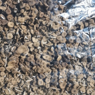 干茶树菇