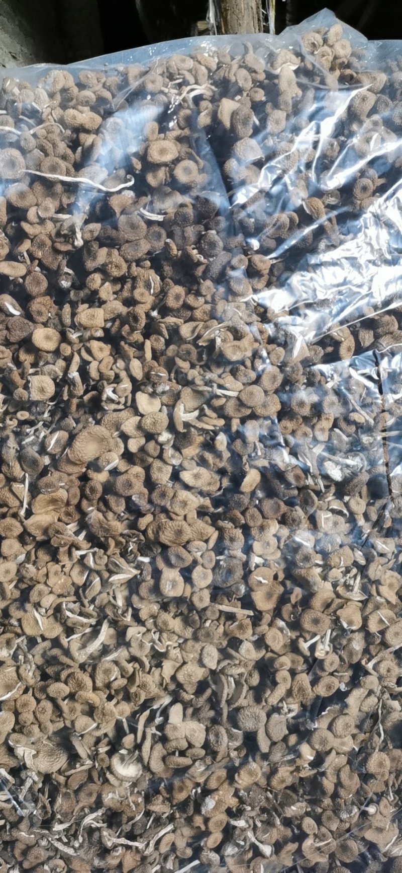 干茶树菇