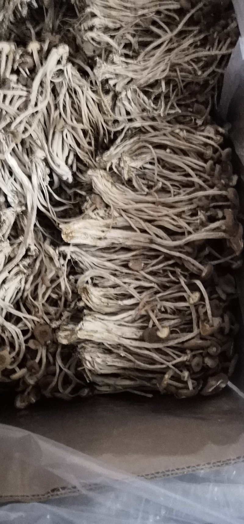 干茶树菇