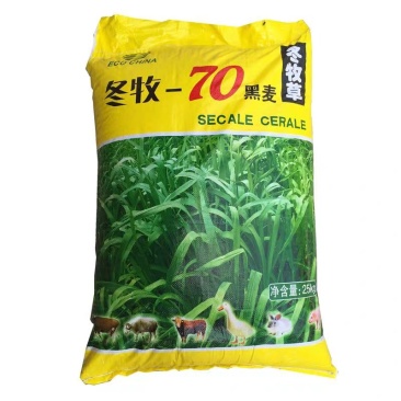 冬牧70黑麦草种子宽叶秋冬麦草耐寒高产蓄牧草猪牛羊鸡鸭鹅