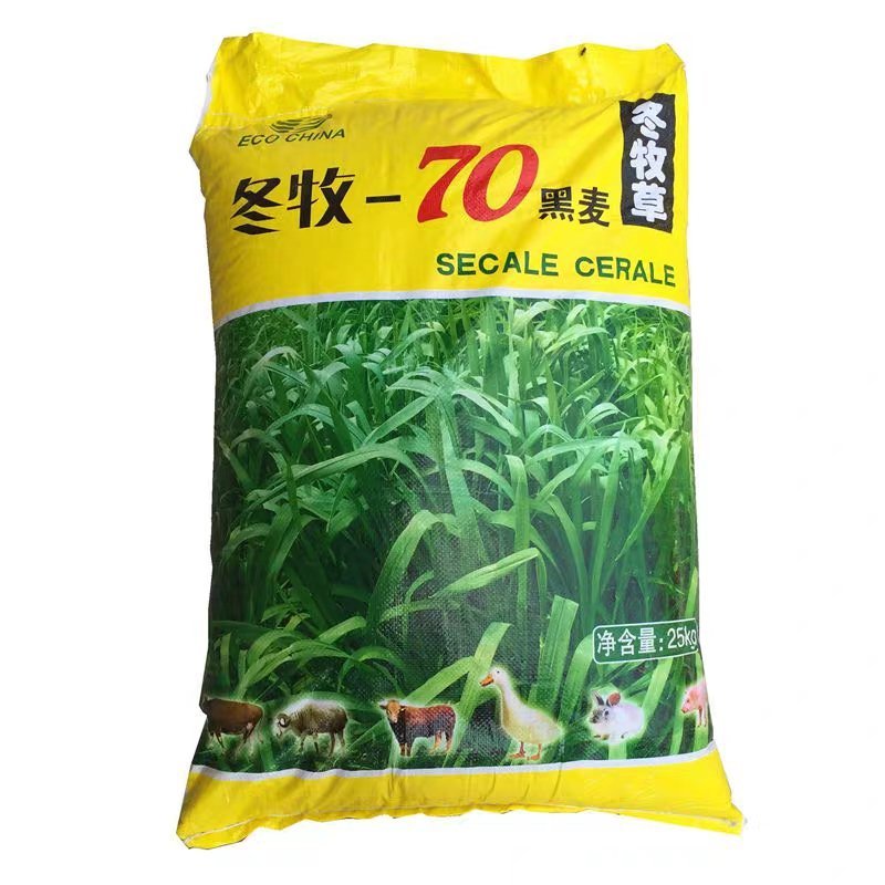冬牧70黑麦草种子宽叶秋冬麦草耐寒高产蓄牧草猪牛羊鸡鸭鹅