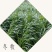 冬牧70黑麦草种子宽叶秋冬麦草耐寒高产蓄牧草猪牛羊鸡鸭鹅