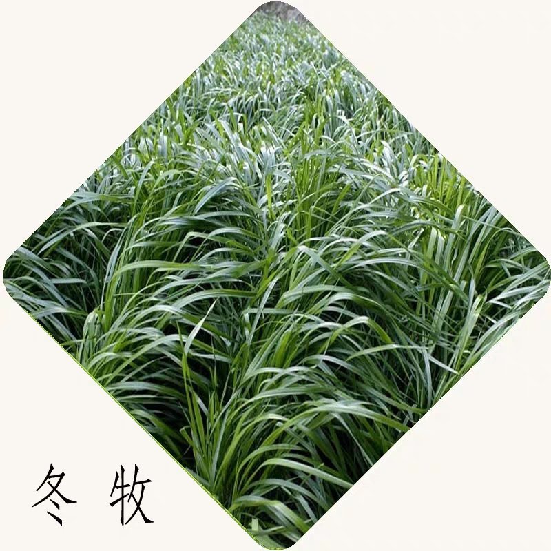 冬牧70黑麦草种子宽叶秋冬麦草耐寒高产蓄牧草猪牛羊鸡鸭鹅