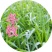 冬牧70黑麦草种子宽叶秋冬麦草耐寒高产蓄牧草猪牛羊鸡鸭鹅