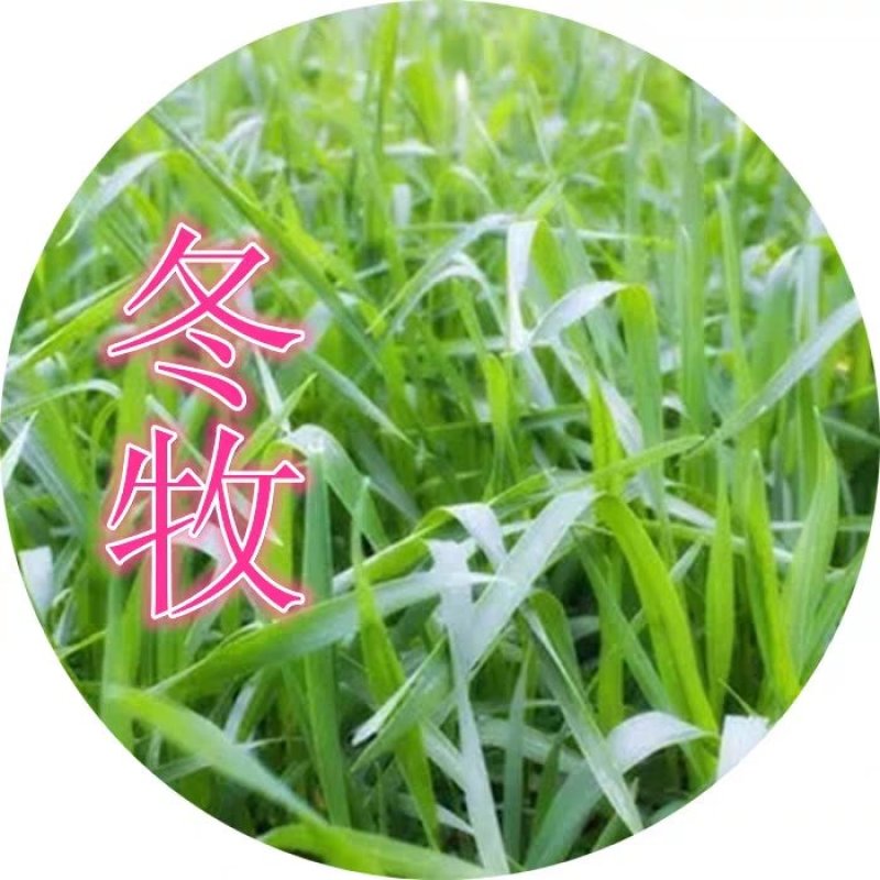 冬牧70黑麦草种子宽叶秋冬麦草耐寒高产蓄牧草猪牛羊鸡鸭鹅