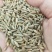 冬牧70黑麦草种子宽叶秋冬麦草耐寒高产蓄牧草猪牛羊鸡鸭鹅