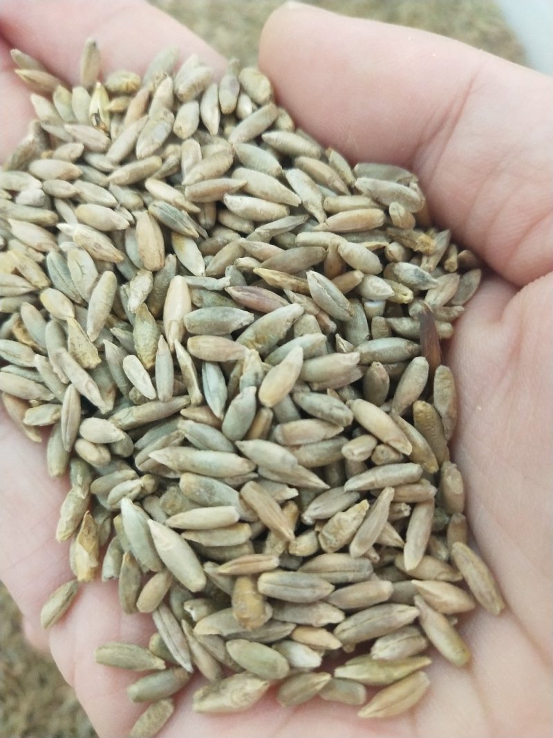 冬牧70黑麦草种子宽叶秋冬麦草耐寒高产蓄牧草猪牛羊鸡鸭鹅
