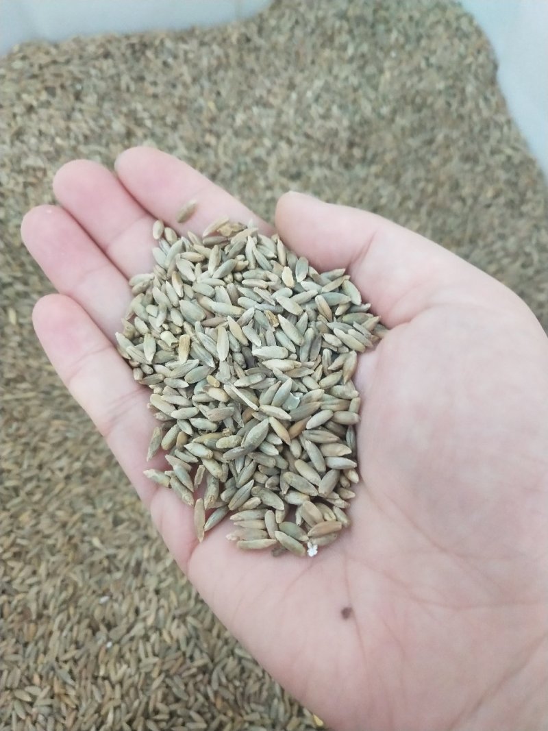 冬牧70黑麦草种子宽叶秋冬麦草耐寒高产蓄牧草猪牛羊鸡鸭鹅