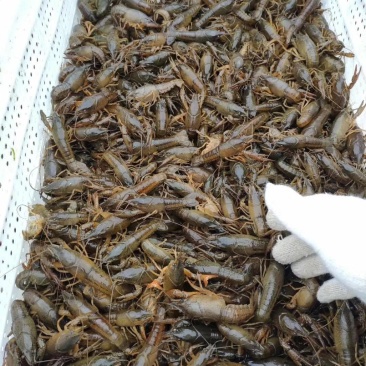 小龙虾苗四川虾苗贵州虾苗