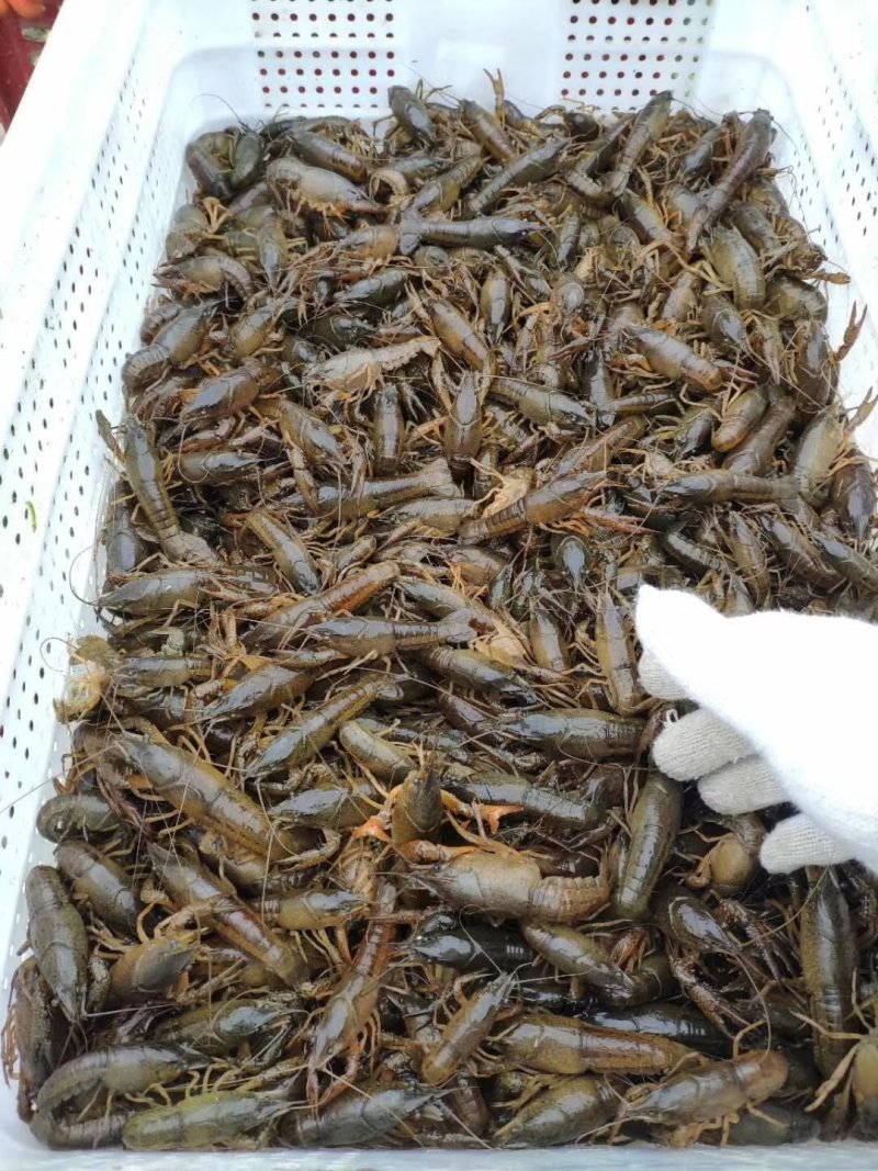 小龙虾苗四川虾苗贵州虾苗