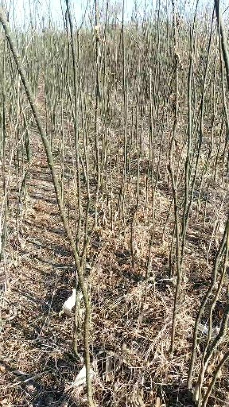 国槐苗处理两年根一年的条子