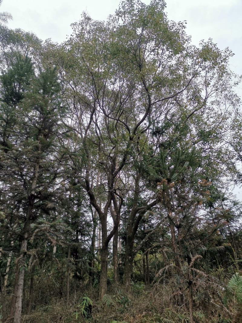 樟树香樟树大叶樟树小叶樟树