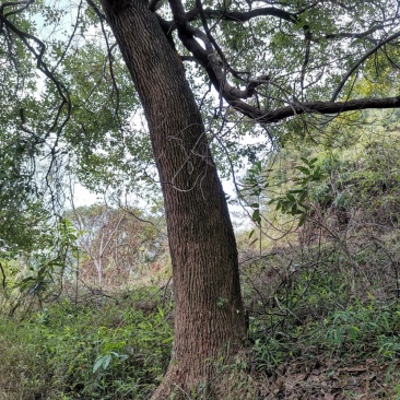樟树香樟树大叶樟树小叶樟树