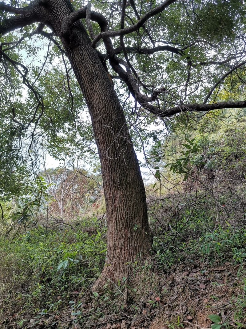 樟树香樟树大叶樟树小叶樟树