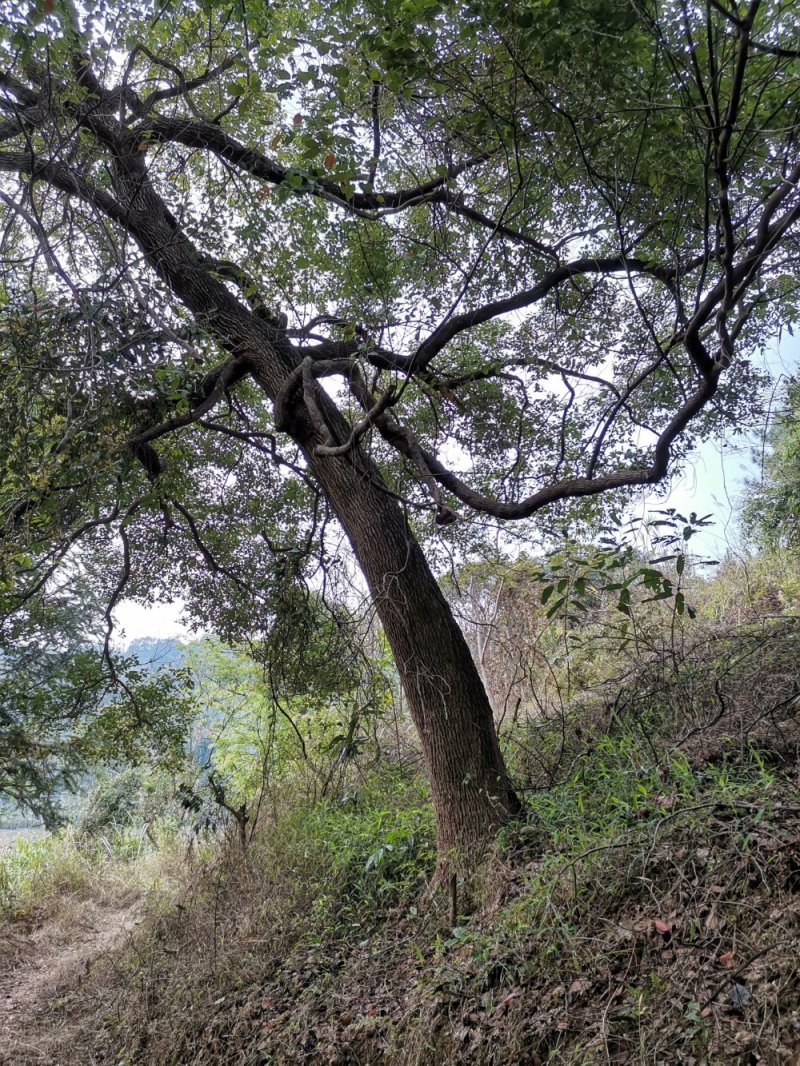 樟树香樟树大叶樟树小叶樟树