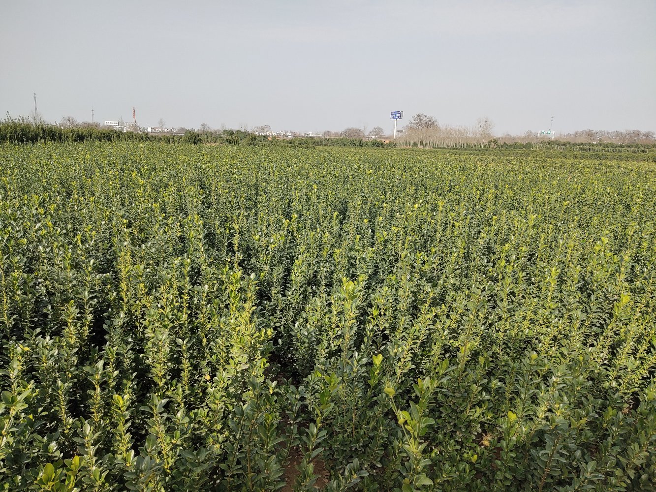 黄杨苗种植基地实景图