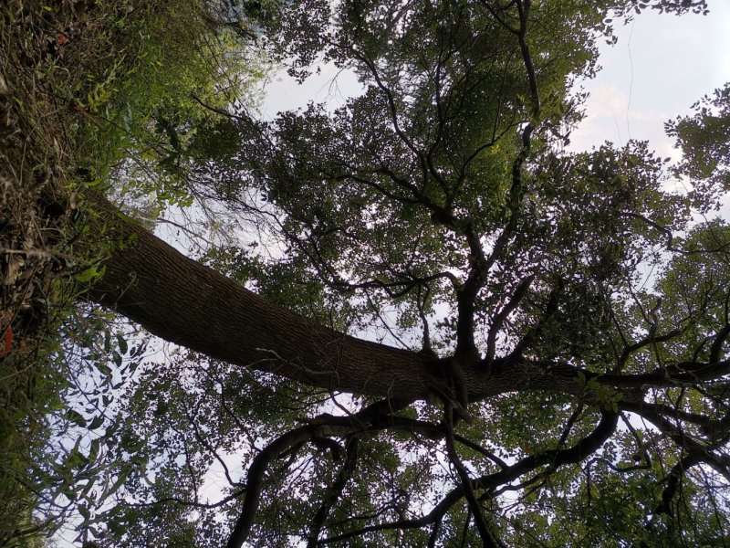 樟树香樟树大叶樟树小叶樟树