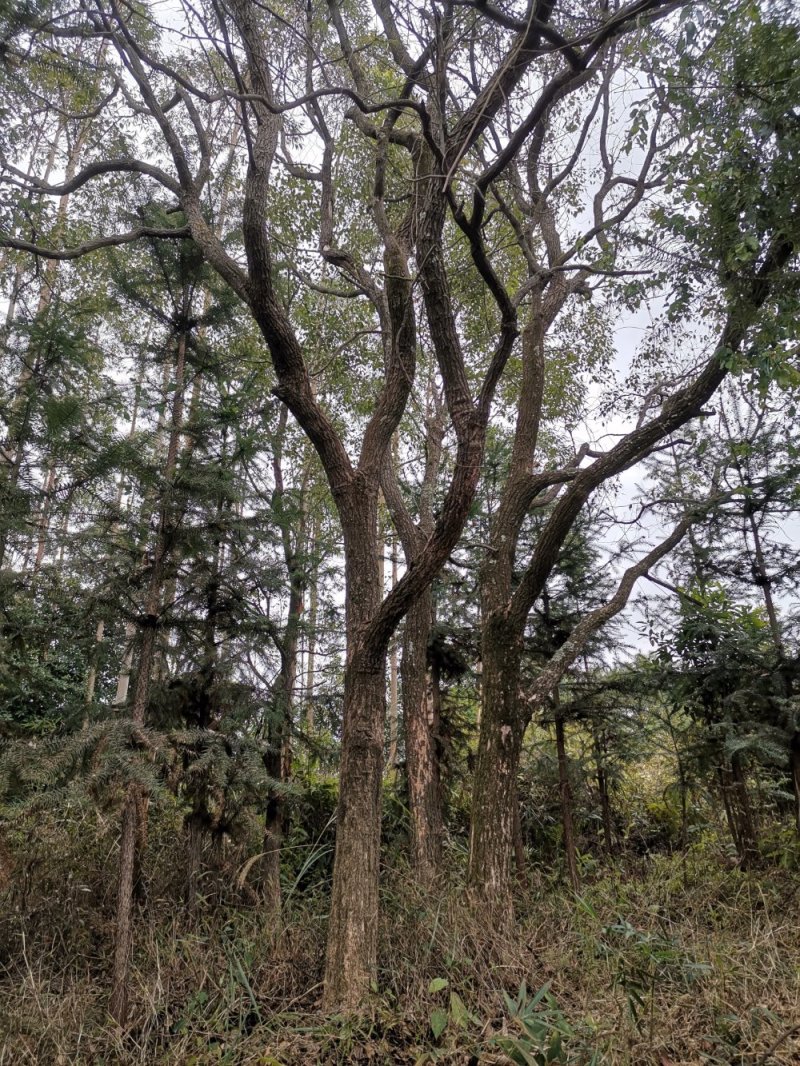 樟树香樟树大叶樟树小叶樟树