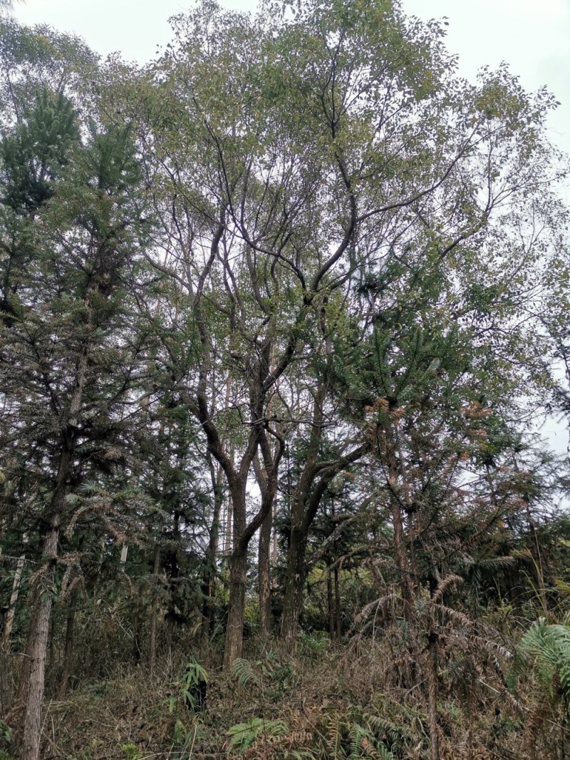 樟树香樟树大叶樟树小叶樟树