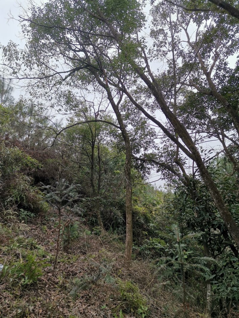 樟树香樟树大叶樟树小叶樟树