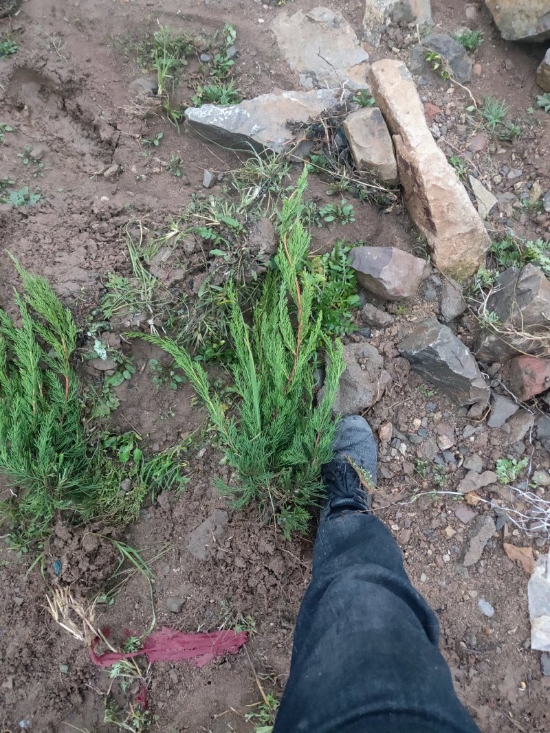 龙柏苗山东泰安龙柏基地农户自产自销质优价`廉